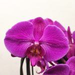 Phalaenopsis 'Cascade' - 3 Hastes