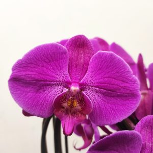 Phalaenopsis 'Cascade' - 3 Hastes
