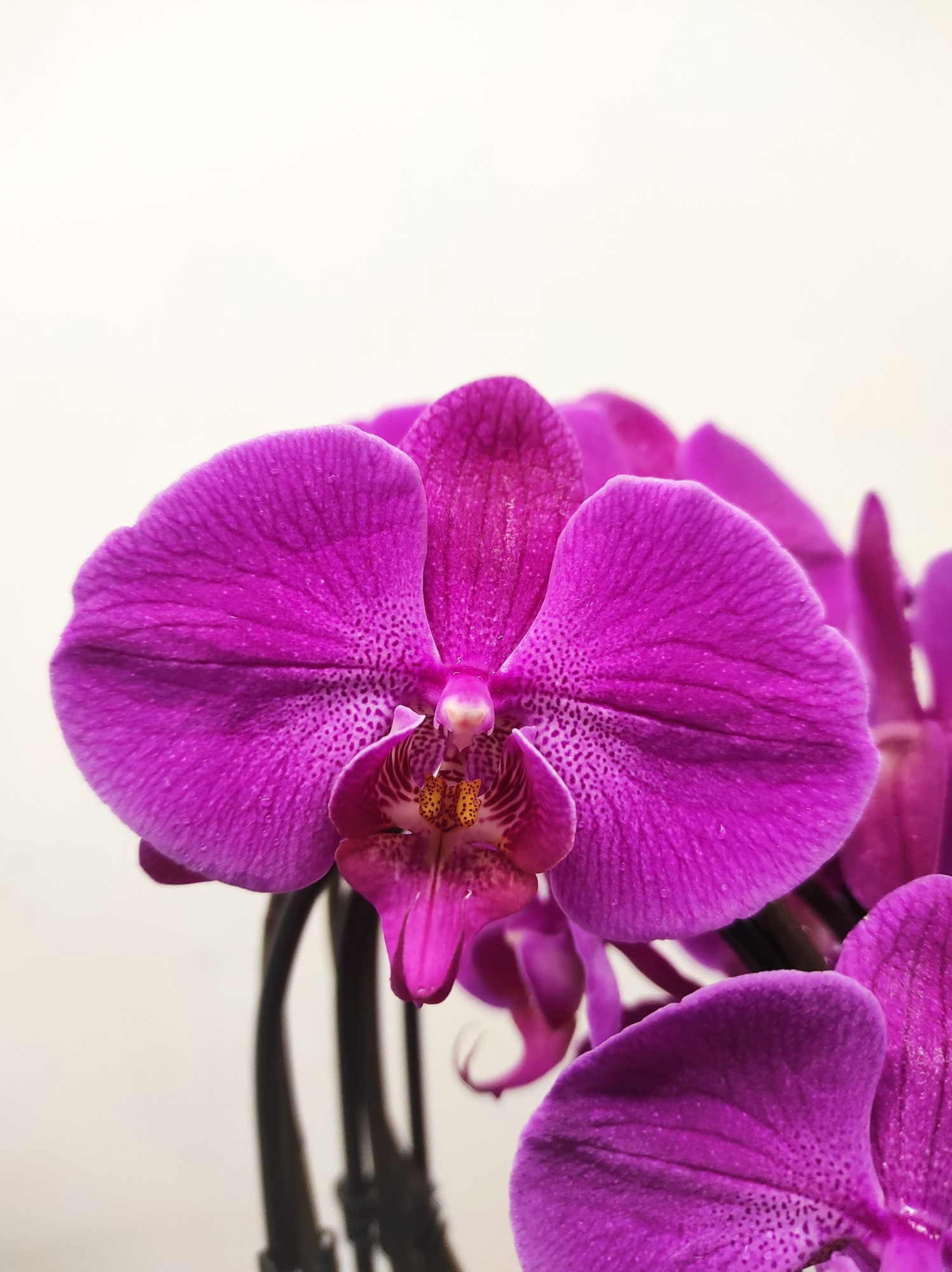 Phalaenopsis 'Cascade' - 3 Hastes