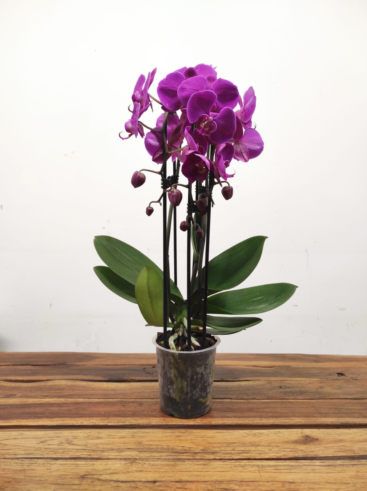 Phalaenopsis 'Cascade' - 3 Hastes - Image 2