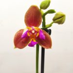 Phalaenopsis V.12