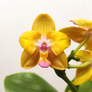 Phalaenopsis V.12