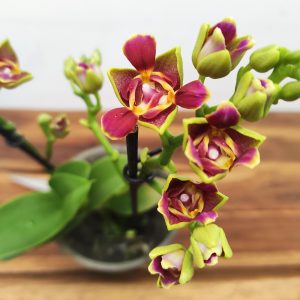 Phalaenopsis V.12