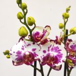 Phalaenopsis V.12