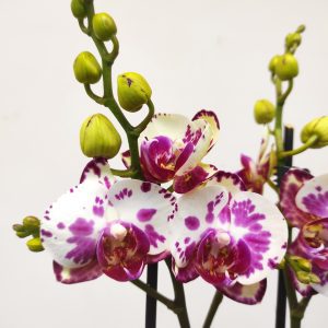 Phalaenopsis V.12