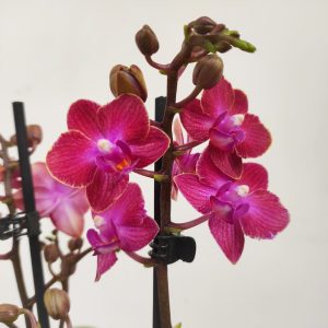 Phalaenopsis V.12