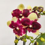 Phalaenopsis V.12