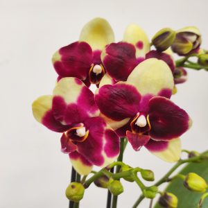 Phalaenopsis V.12