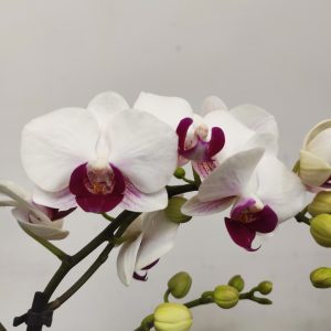Phalaenopsis V.9