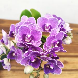 Phalaenopsis V.9