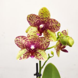 Phalaenopsis V.9