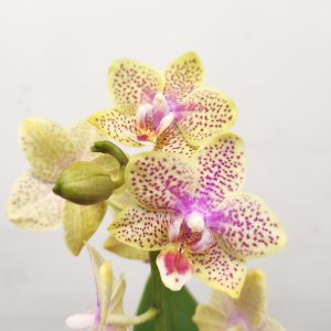 Phalaenopsis V.9