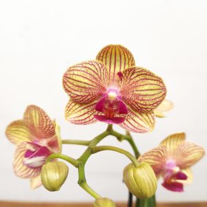 Phalaenopsis V.9