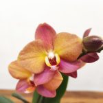 Phalaenopsis V.9