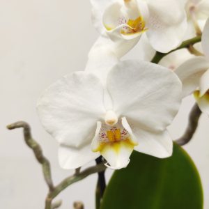 Phalaenopsis V.9