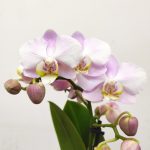 Phalaenopsis V.9