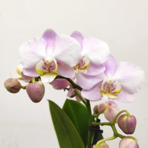 Phalaenopsis V.9