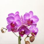 Phalaenopsis V.9