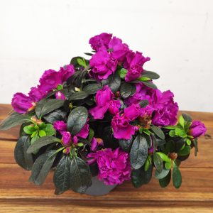 Rhododendron 'Flamenco'