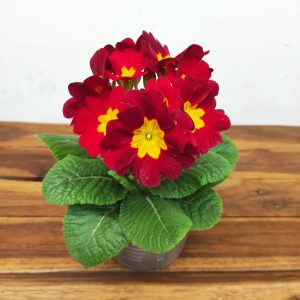 Primula Elatior