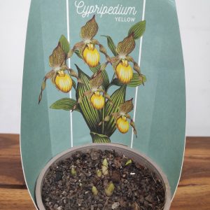 Cypripedium Amarelo V.12