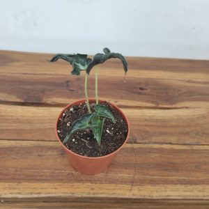 Alocasia Loco V.8
