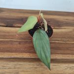 Philodendron Burle Marx Fantasy V.8