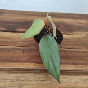 Philodendron Burle Marx Fantasy V.8