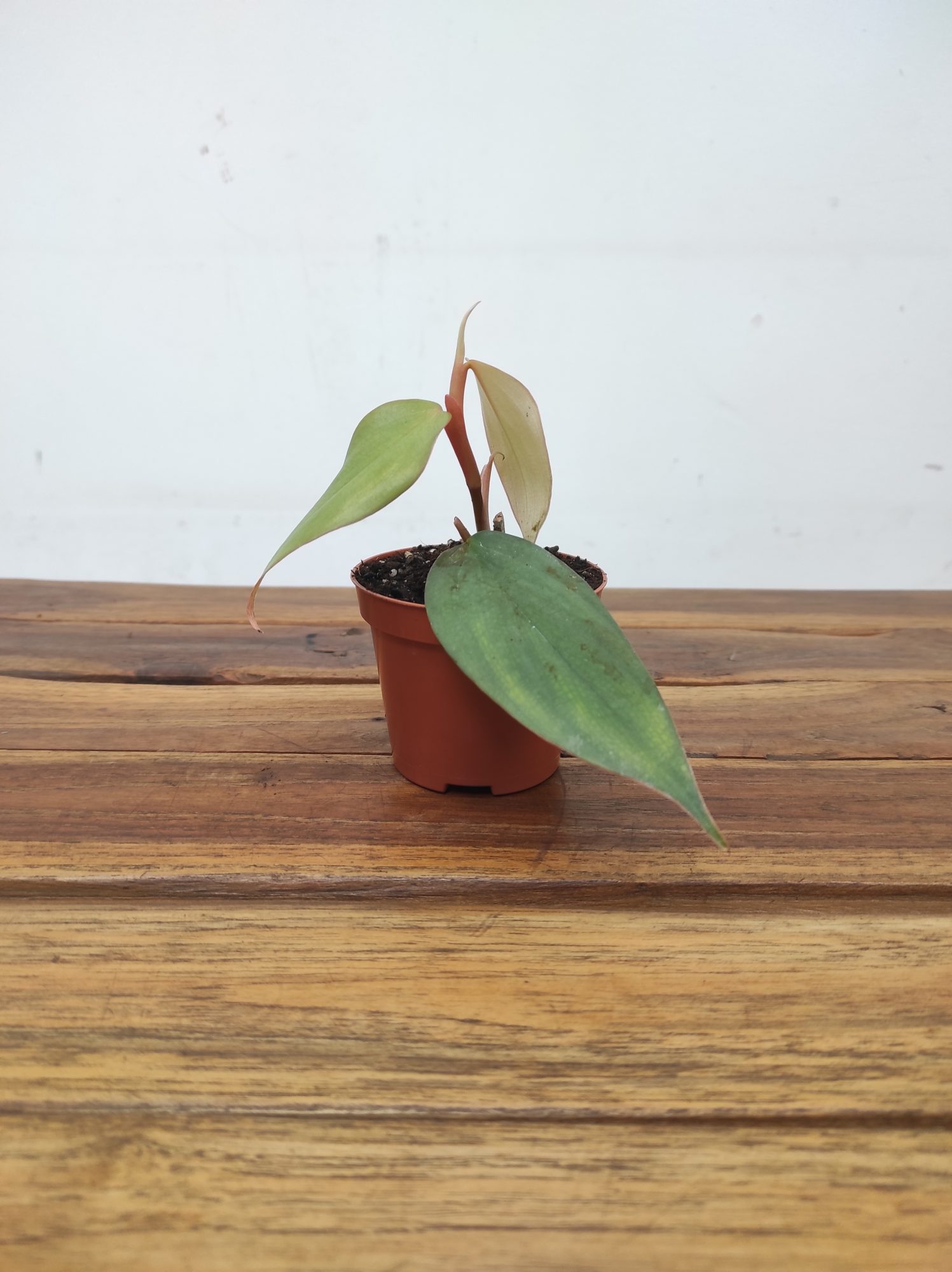 Philodendron Burle Marx Fantasy V.8 - Image 2