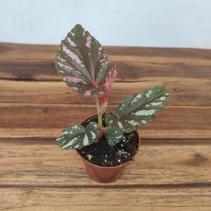 Begonia Brevirimosa V.8