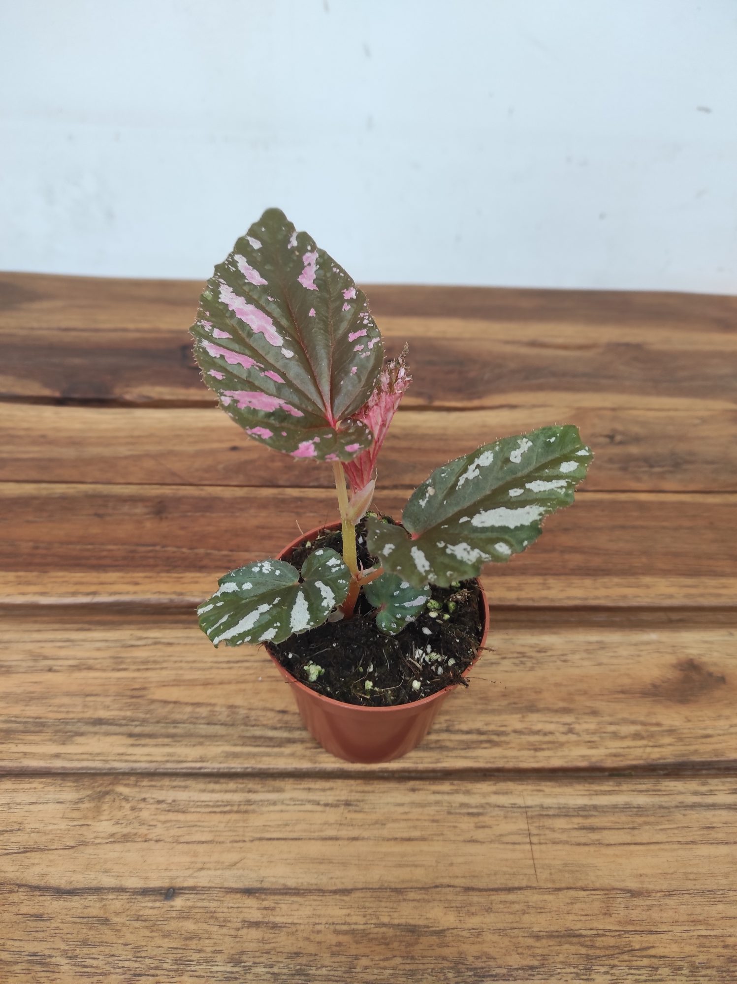Begonia Brevirimosa V.8