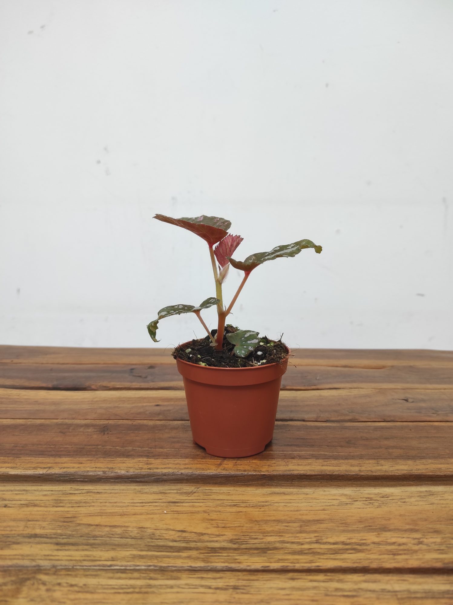 Begonia Brevirimosa V.8 - Image 2