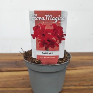 Amaryllis 'Fanfare'