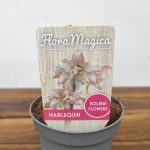 Amaryllis 'Harlequin'