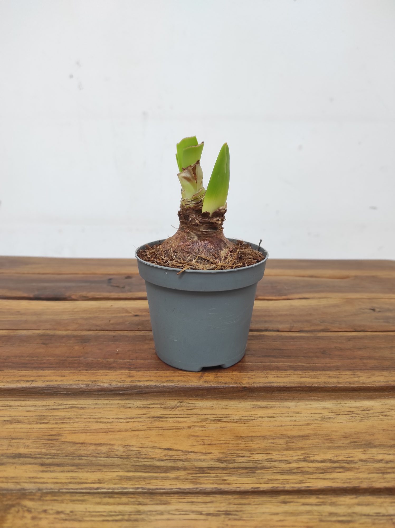 Amaryllis 'Harlequin' - Image 2