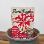 Amaryllis 'Exotic Peacock'
