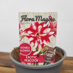 Amaryllis 'Exotic Peacock'