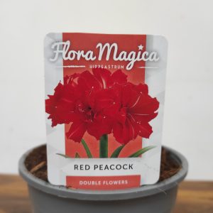 Amaryllis 'Red Peacock'