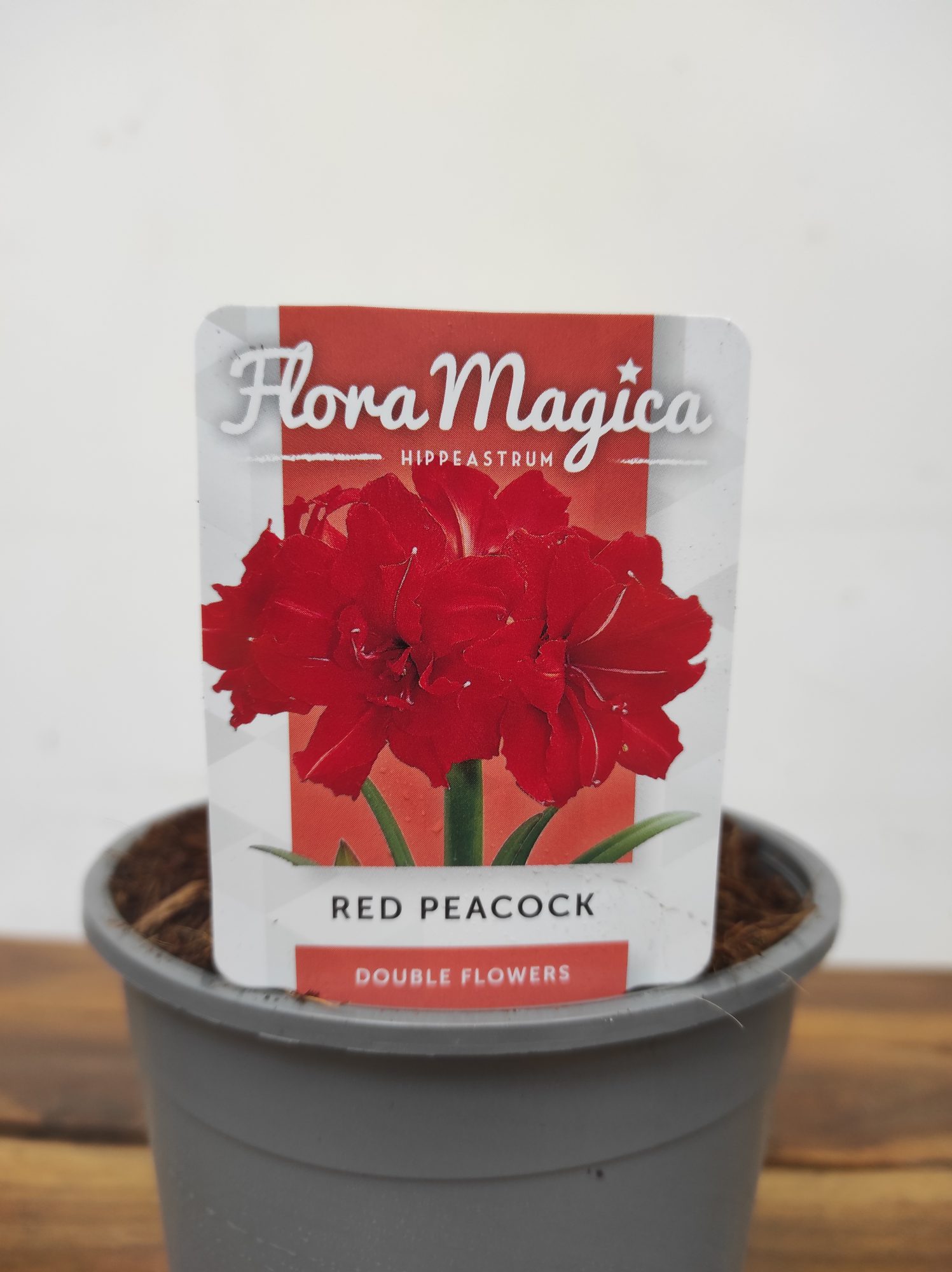 Amaryllis 'Red Peacock'