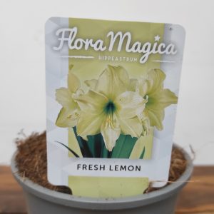 Amaryllis 'Fresh Lemon'