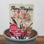 Amaryllis 'Flaming Striped'
