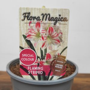 Amaryllis 'Flaming Striped'