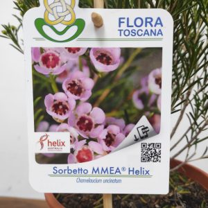 Chamelaucium Sorbetto