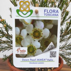 Chamelaucium Dawn Pearl