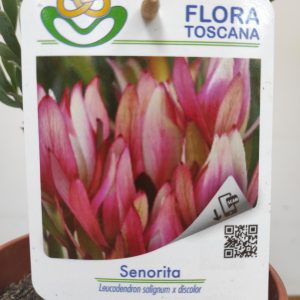 Leucadendron Senorita