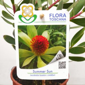 Leucadendron Summer Sun