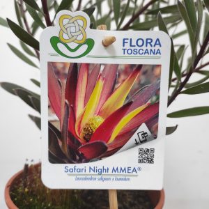 Leucadendron Safari Night