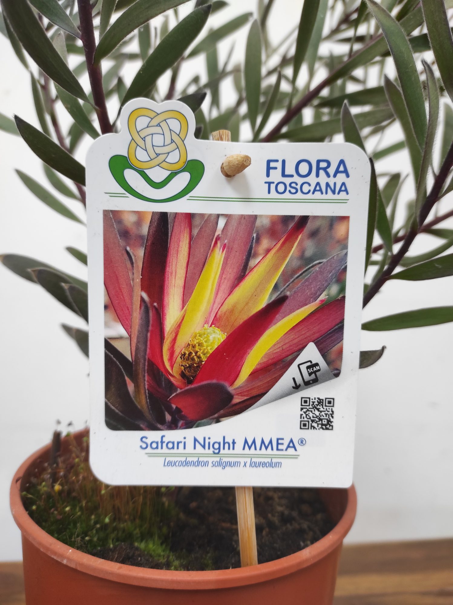 Leucadendron Safari Night