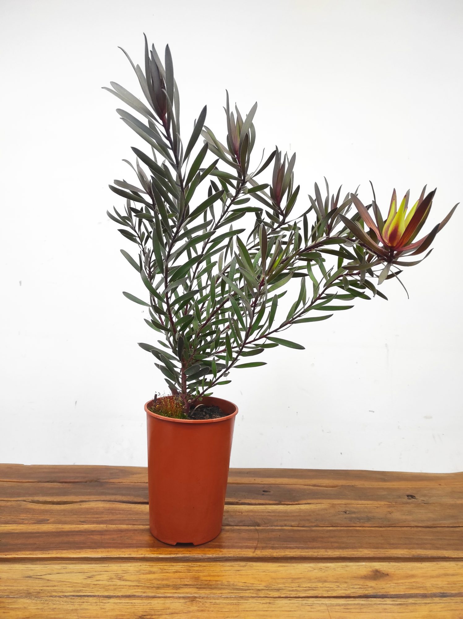 Leucadendron Safari Night - Image 2