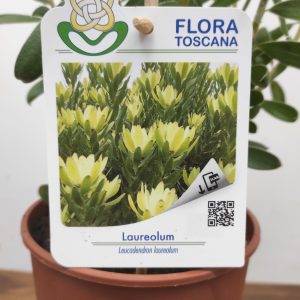 Leucadendron Laureolum